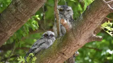 Two Frogmouth On Tree