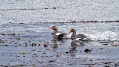 Fuegian Steamer Ducks on the Water