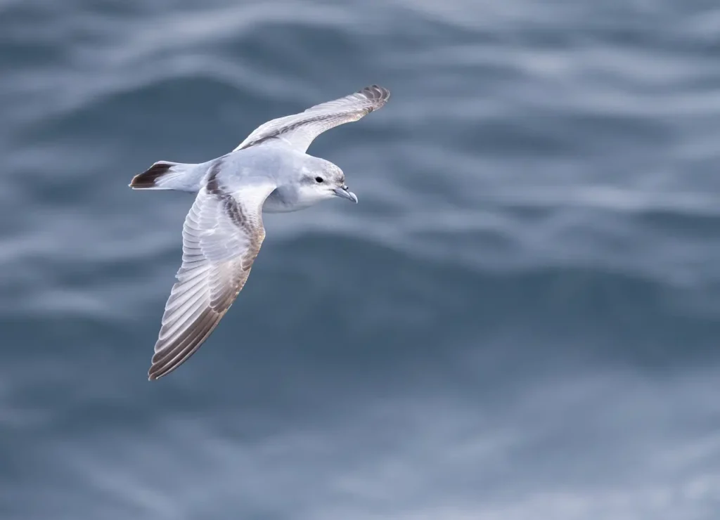 Fulmar Prions is on Flight 