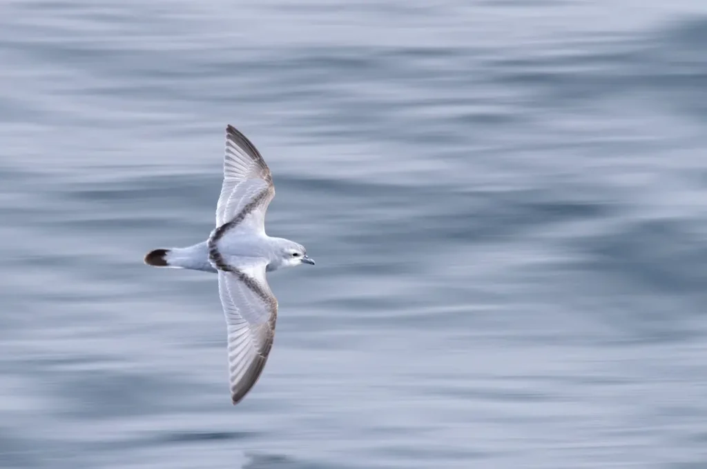 Fulmar Prions is on Flight Above the Ocean