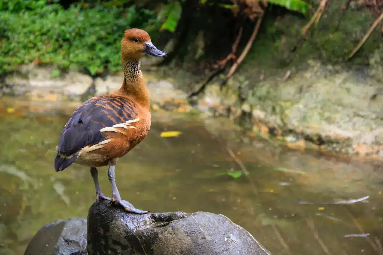A Fulvous Whistling Duck standing on a big rock.