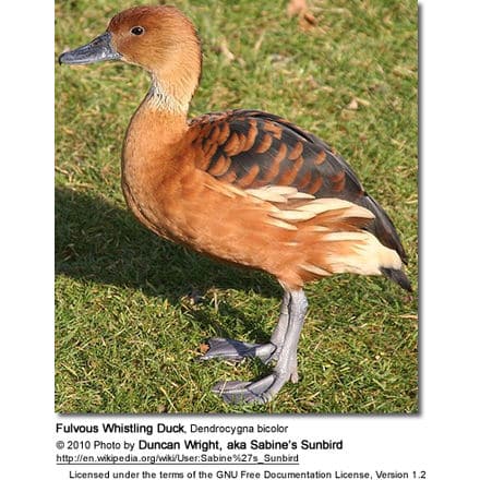 Fulvous Whistling Duck, Dendrocygna bicolor