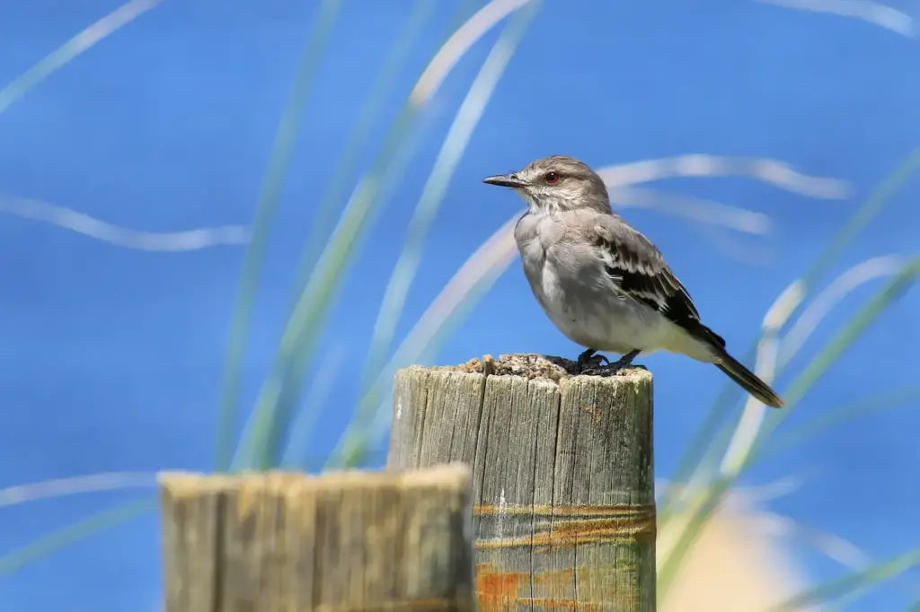 Fuscous Flycatcher Sitting on a Wooden Post 