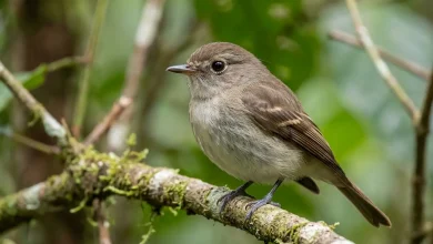 Fuscous Flycatchers