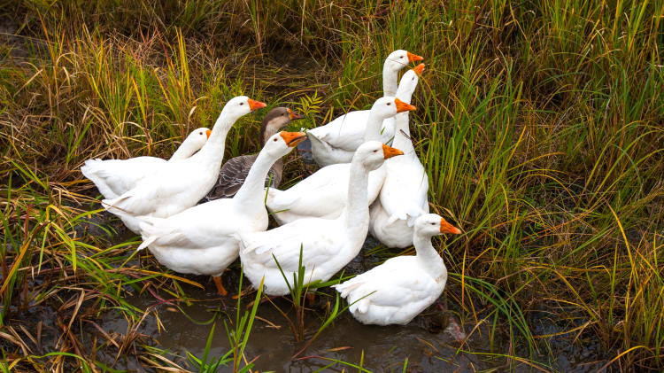geese group of waterfowl