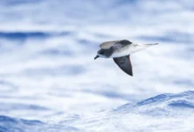 A Bird Flying Over the Ocean, Gadfly Petrels