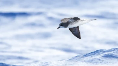 A Bird Flying Over the Ocean, Gadfly Petrels