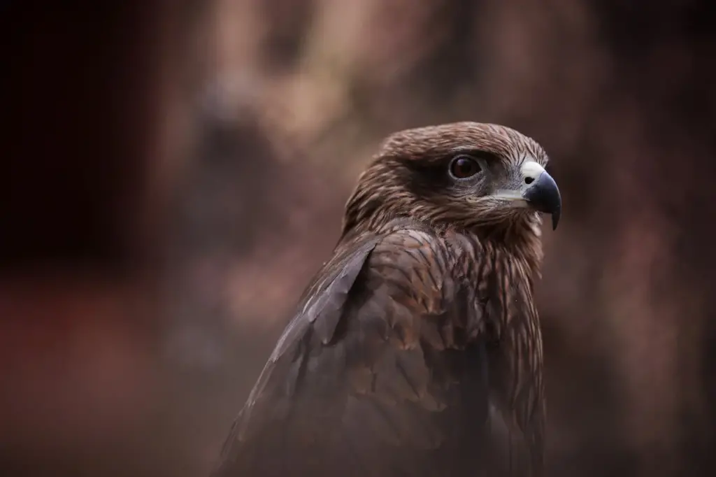 Close up of Galápagos Hawk Face