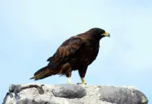Galápagos Hawks on the Rocks