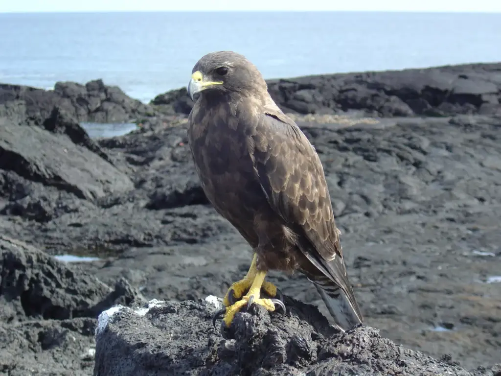 Galápagos Hawks on a Rock
