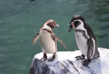 Two Galápagos Penguins Standing Near The Cliff