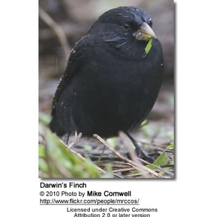 Galápagos Finches