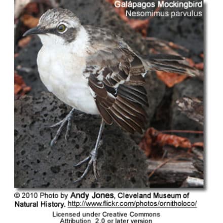 Galápagos Mockingbird (Nesomimus parvulus)