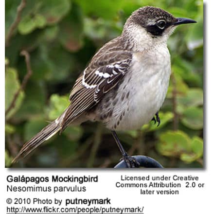 Galápagos Mockingbird (Nesomimus parvulus)