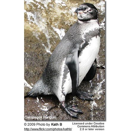 Galápagos Penguins (Spheniscus mendiculus)