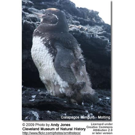 Galapagos Penguin - Molting