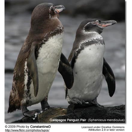 GalÃ¡pagos Penguin (Spheniscus mendiculus) - Pair