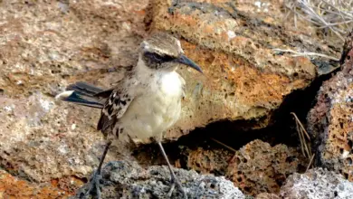 A Galpagos Mockingbird stands on a rock.