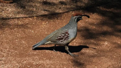 Gambel's Quails