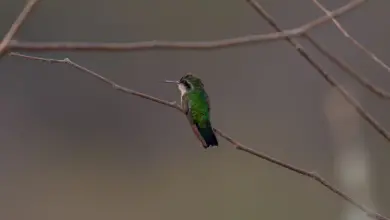 The Garden Emerald Hummingbirds Perched In A Thorn Tree