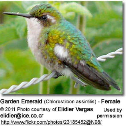 Garden Emerald (Chlorostilbon assimilis) - Female
