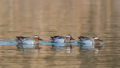 Three Garganey Ducks Swimming In The Water