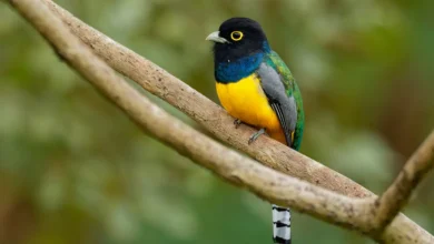 Gartered Trogons