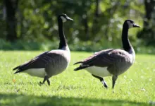 Geese on the Grass Looking Food