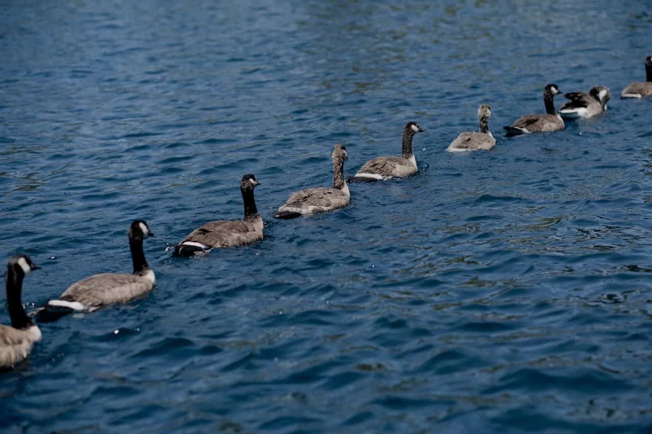 A Group Of Geese Forming A Straight Line In The Water