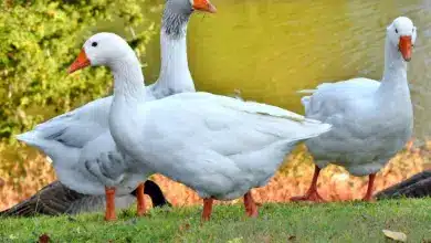 Pilgrim Geese on the Lake Geese Species
