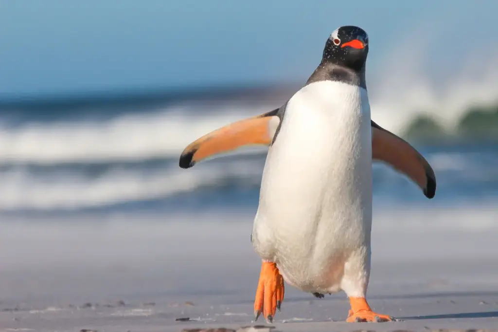 Gentoo Penguins on the Sand 