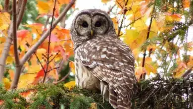 Owl in The Tree Nest Genus Strix