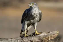 Accipiter Standing On A Branch Gerald Friesen