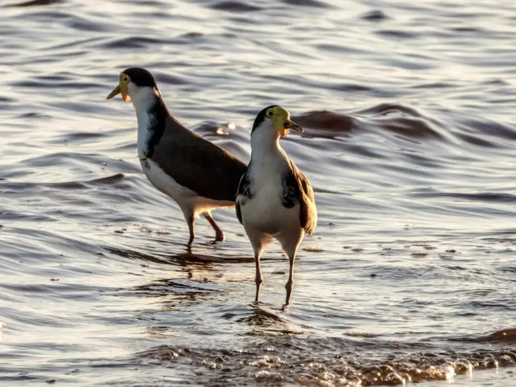 Two Plovers in the Water Gerald Friesen
