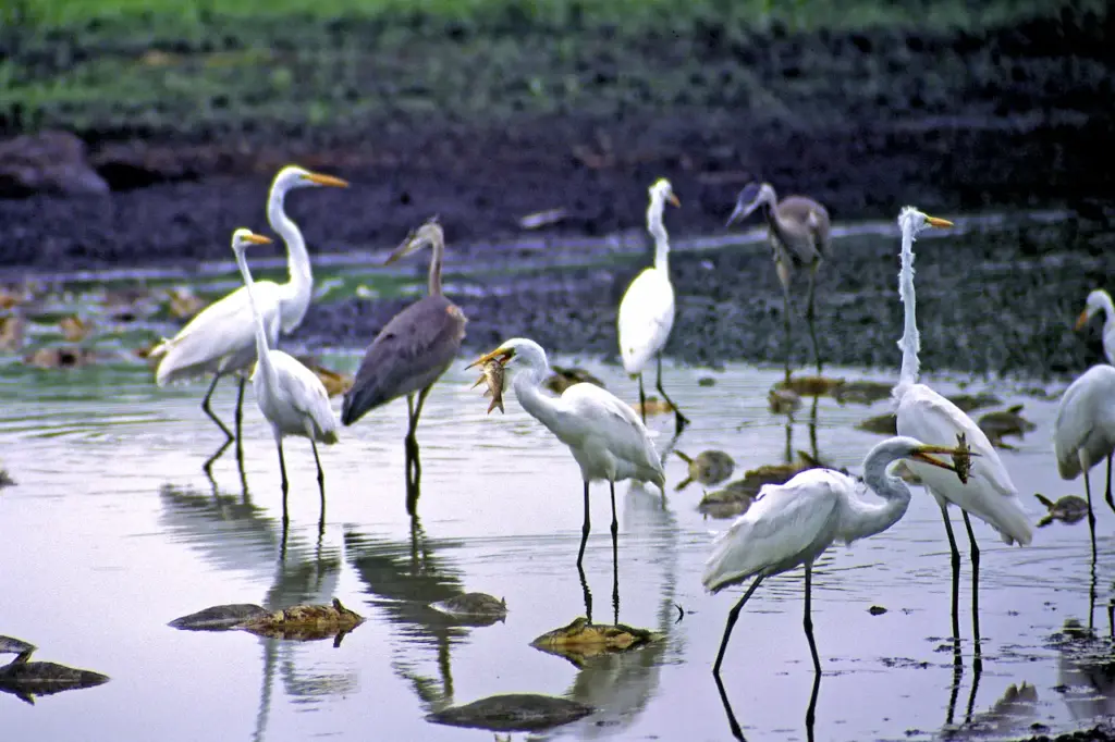 Gerald Friesen Herons & Egrets on the Water Looking For Food