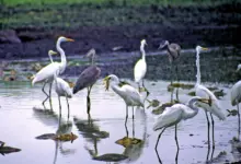 Gerald Friesen Herons & Egrets on the Water Looking For Food