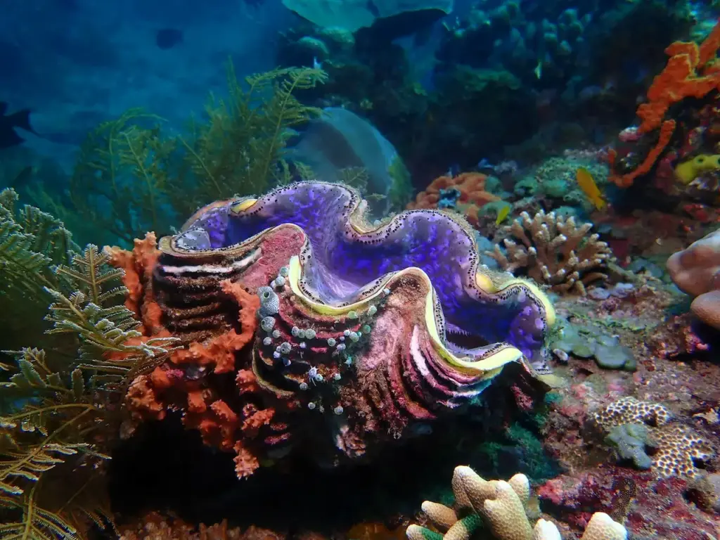 Giant Clam (Tridacna gigas) In Colorful Reef Coral