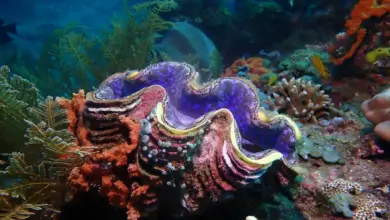 Giant Clam (Tridacna gigas) In Colorful Reef Coral