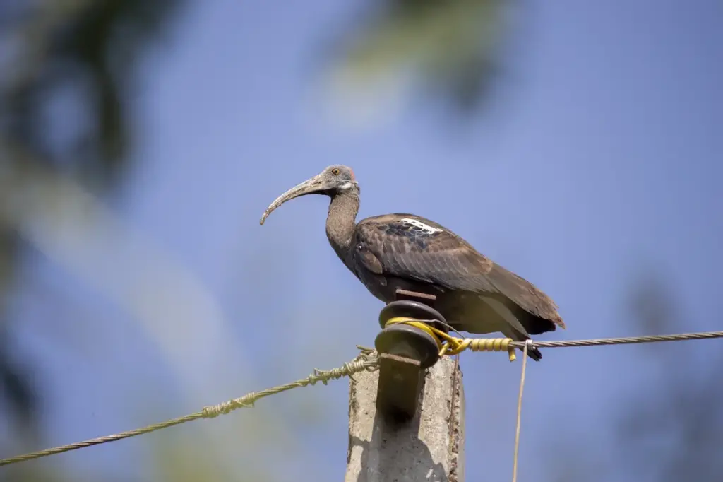 Giant Ibis Sitting on Live Wire