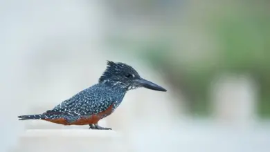 The Giant Kingfisher