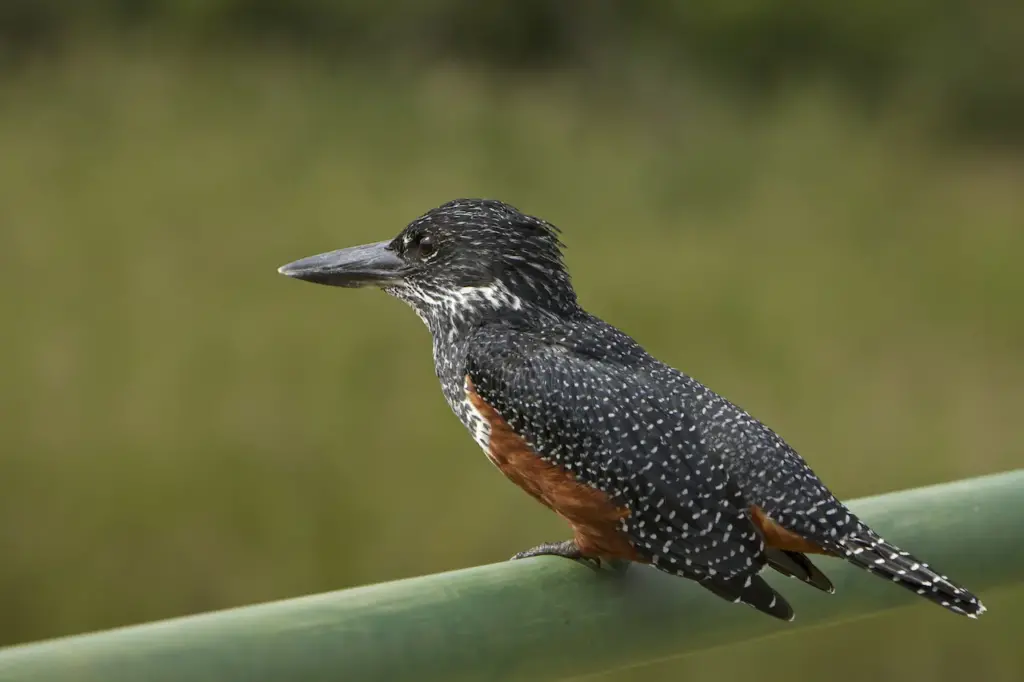 A Kingfisher Perched on Wooden Fence Giant Kingfishers