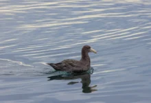 Giant Petrels
