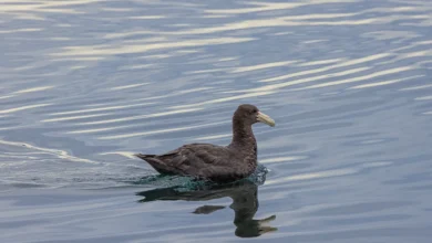 Giant Petrels