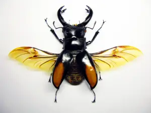 Giant Stag Beetles (Lucanidae) With Wings Spread