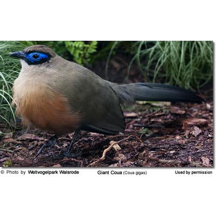 Giant Coua (Coua gigas)