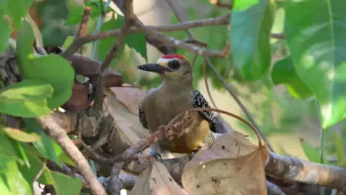 The Gila Woodpeckers Is Resting Into The Woods