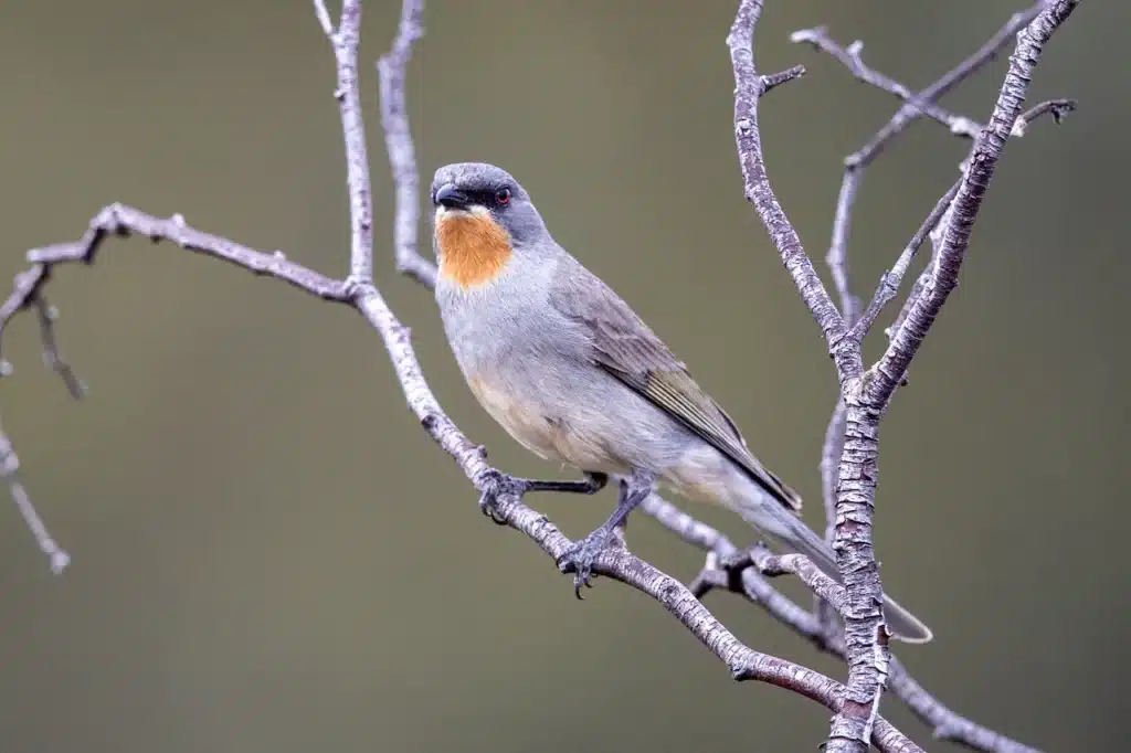 Gilbert’s Whistler (Pachycephala inornata) Close Up In A Tree