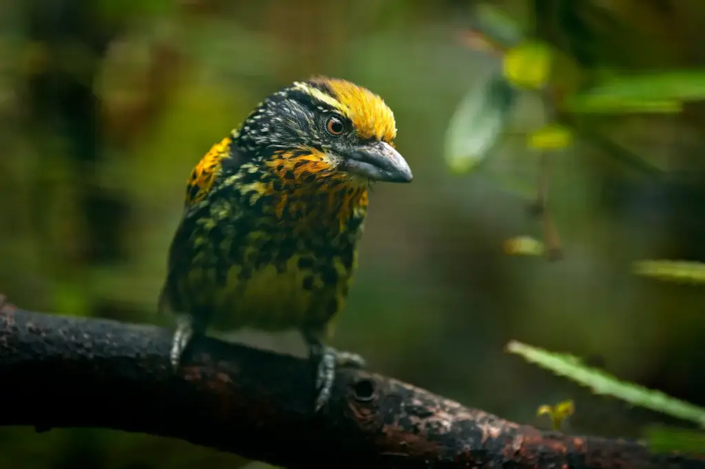 Gilded Barbets Sitting On A Tree