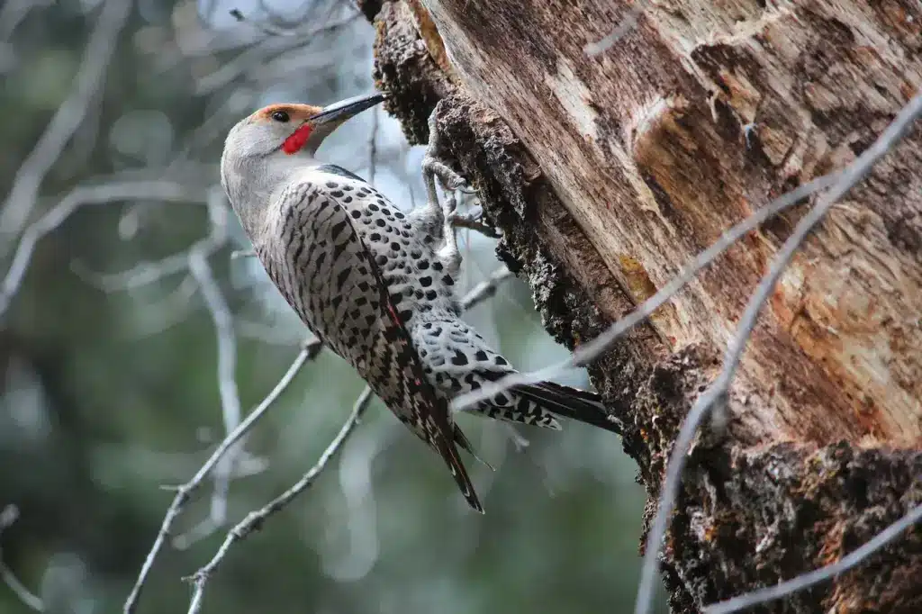 A Woodpecker on Tree Gilded Flickers