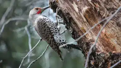 A Woodpecker on Tree Gilded Flickers